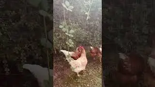 Fresh Eggs in The Red Cottage House 🥰🥰#cozyhome #cottageliving #ilovechickens