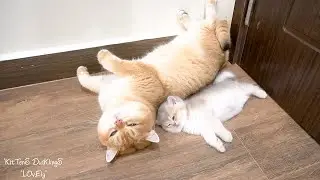 Kitten Piano was so happy, Dad cat Leo groomed and nursed him