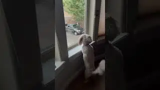 Dog so excited to see owner arrive home! #dog