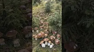 Funghi porcini 2026. #grzyby #steinpilze #champignons #hongos #setas #Грибы #гриби #hribi