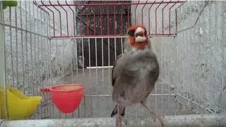 The best singing of himalayan gold finch bird