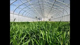Winter Cover Cropping in High Tunnels -- March 2021 Update