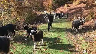 l&rsquo;&acirc;ne gardien de troupeau IMG E0764