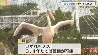 ３４年前に全国的な人気者！　カッタ君の孫がやってきた