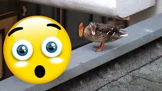 УТКА РАЗОРАЛАСЬ