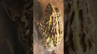 🐸●⁴&bull;⁴&sup1; African Bullfrog (Pyxicephalus adspersus) in Family (Pyxicephalidae)