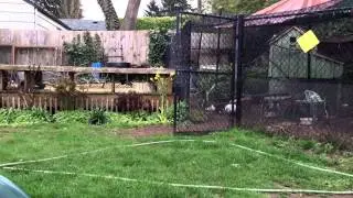 Crow mating dance