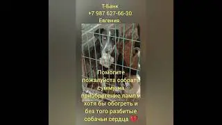 Помогите обогреть их разбитые сердца ...💔 #помощь #help #собака #животные #puppy #собакавдобрыеруки