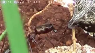 Hunting Ant!