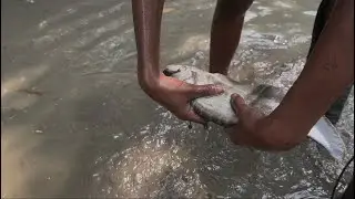Best Hand Fishing in Mud in Bangladeshi Pond (Summer Fishing)