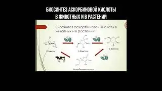 Биосинтез аскорбиновой кислоты в животных и в растениях #аскорбиноваякислота #витаминс #биохимия