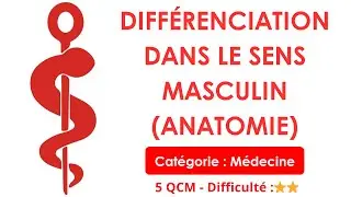Differentiation in the masculine sense (anatomy)