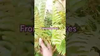 Fern#a spore bearing plant#sporangium#spores@MyScienceJourney