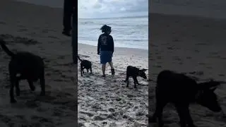 Beach Fun With My Dog  #shortsvideo #reallife #simplejoys #dailyvlog #friendship #friendshipgoals