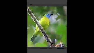 Suara burung cucak kinoi betina isian 