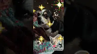 I'm playing with my grandma's Craig455 dog joey #crazydog #dog #christmas #dogbarking #Chihuahua