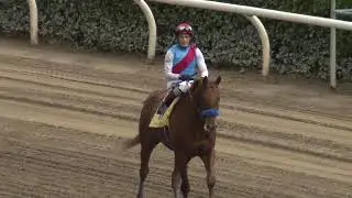 Taiba - 2022 Kentucky Derby Horse Contenders Profile