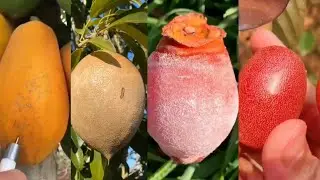 Amazing Fruit Collection। Part -01