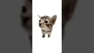 bla bla bla ble ble ble blu blu blu blu BAAAHHH MEME. #meme #cat #funny #catmeme #funnycats
