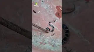 Aggressive Wolf Snake Snake