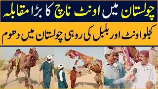 Huge Camel Dance Competition in Cholistan &mdash; Kajlu & Bulbul Steal the Show! #cholistan #camelfestival