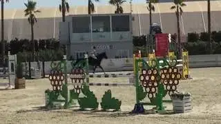Dakota du Houlbec - Mario Piasecki Sporthorses
