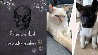 Katzen an Hund gewöhnen | wenn Katzen einen neuen Mitbewohner bekommen | LadyButterfly