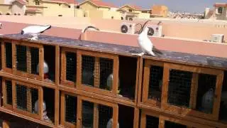 Helmet Crested Fancy Pigeons Free Fly - Doha,Qatar