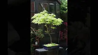 Bonsai by Gary Bridger