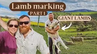 Lamb Marking Part 1 | Vaccinating, Ear tagging, Ringing lambs | Sheep Farm Vlog - Australia