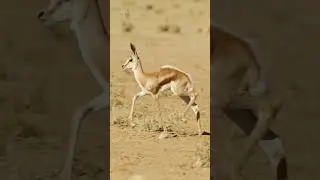 Baby springbok pronking. #babyanimals #springboks #cute #kgalagadi #kalahari #wildlifephotography