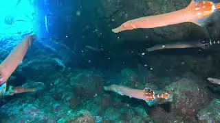 El Hierro 2024 - DiveLog Day 5 - swim through lava tongues full of trumpet fish!