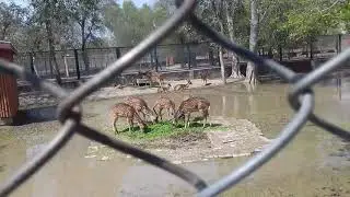 Vist to vehari zoo