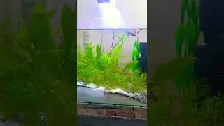 Day 31 of Aquarium Setup #guppy #fishtank #planted