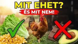 Tyúk mit ehet és mit NEM (kezdőknek érthetően)