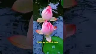 Fakta Unik Bunga Lotus| Tumbuh di Lumpur Tapi Tetap Suci #faktasains #edukasi #tumbuhan