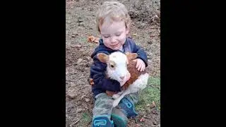 🐑 vs 👶 Ultimate Cuteness Showdown   Who Wins? #cutefarmanimal #animals #farmanimalct #cute
