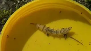 Tabanidae movement
