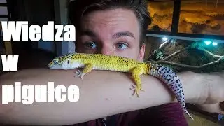 Gekon lamparci - wszystko co musisz wiedzieć