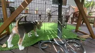 miso - the dog with 148 IQ - takes on a difficult challenge