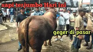 Sapi terjumbo hari ini ||pasar pon ambarawa #sapiunik #sapiturundaritruk #sapingamuk #vidiosapi 