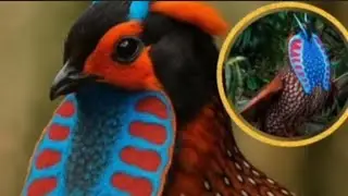 TRAGOPA - SÁTIRO OU FAISÃO DE CHIFRE VERMELHO. EXISTE NO BRASIL? TEMPO DE VIDA? ÉPOCA DE REPRODUÇÃO?