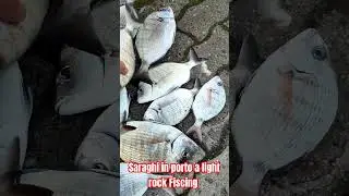 pesca a light rock fiscing in porto#pesca #sarago