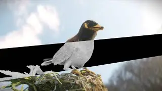 Bird animation in blender