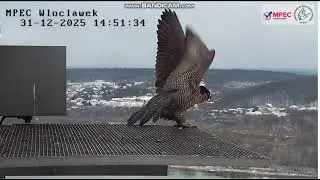 MPEC Włocławek PL - Zazamka on the landing, looks around and flies -2025.12 31 14 45