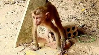 O M G!!  What abandoned Axel monkey looking for? It's look so strange for Axel