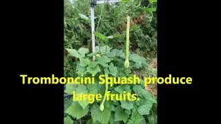 Tromboncini Super Squash