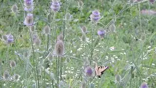 Eastern tiger swallowtail butterflies on Dipsacus fullonum / Wild teasel