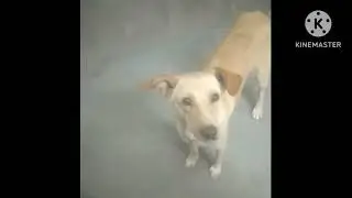 dogs eating food / dogs eating biscuits / street dog waiting for food