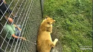 Nikita Lioness getting a nice scratch at Big Cat Rescue in Tampa Florida